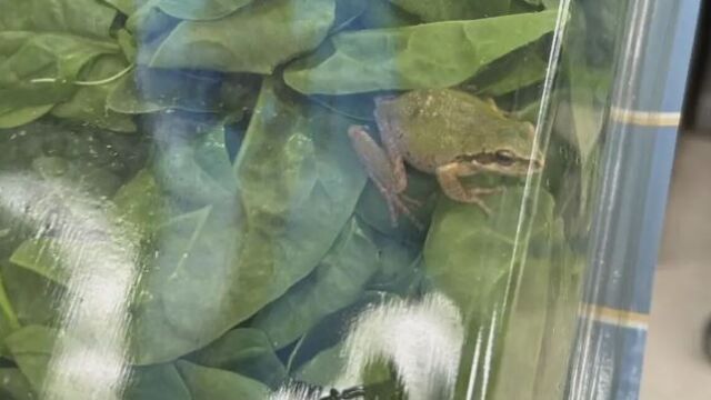 Жена откри жива жаба в пакет със спанак който за