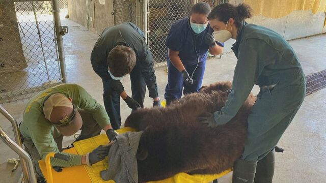 Конфликтна женска мечка беше обезвредена от биолози и природозащитници в
