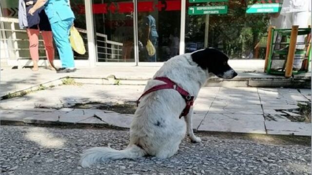Куче стоя два дни пред болницата в Прилеп в Северна
