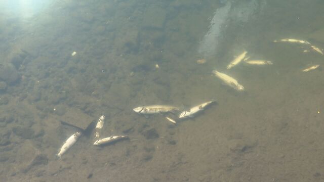 Хиляди умрели риби изплуваха в река Черна в Смолян Рибар е