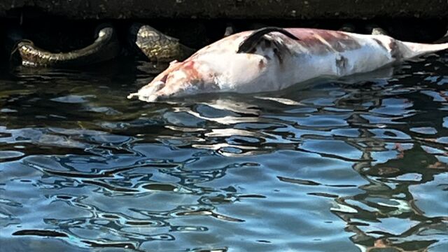 Тялото на мъртъв делфин изплува до брега край Поморие  Снимката е от платформата