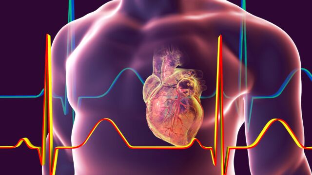 Нов инструмент с изкуствен интелект показва възрастта на сърцето ни