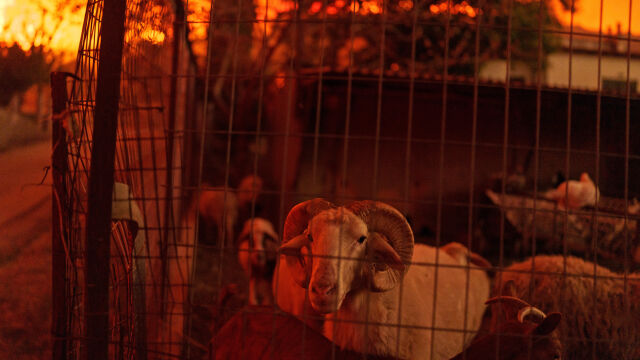 Апокалиптични кадри пристигат от съседна Гърция  Огромните горски пожари продължават да