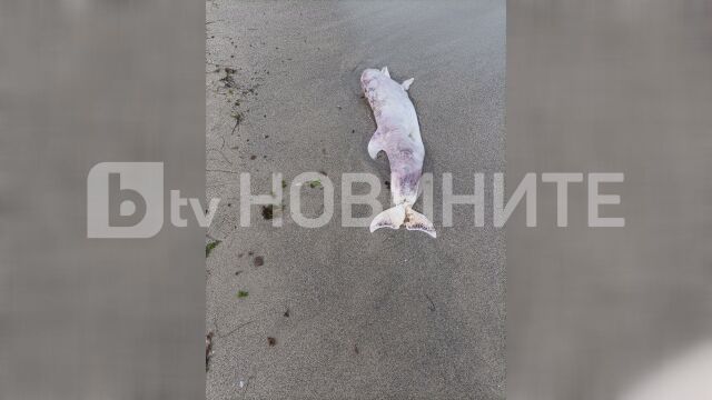 Тялото на мъртъв делфин изхвърли морето на плаж в Ахелой За