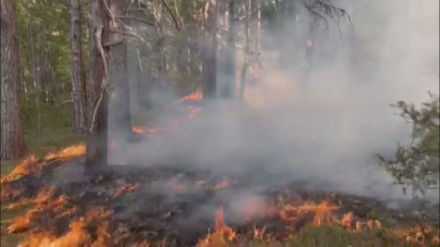 Пожарът край село Хвойна се разраства Вече са изгорели над 500