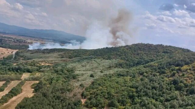 Пожар гори в борова гора в землището на село Михилци