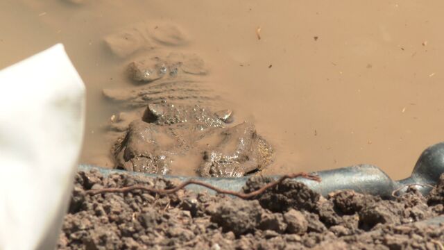 Според чипа имплантиран в крокодила открит в софийския квартал Ботунец собственикът