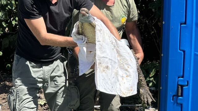 23 крокодила са регистрирани в София през последните 20 години