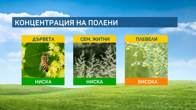 Все още ще цъфти пелинът но вече започна да се