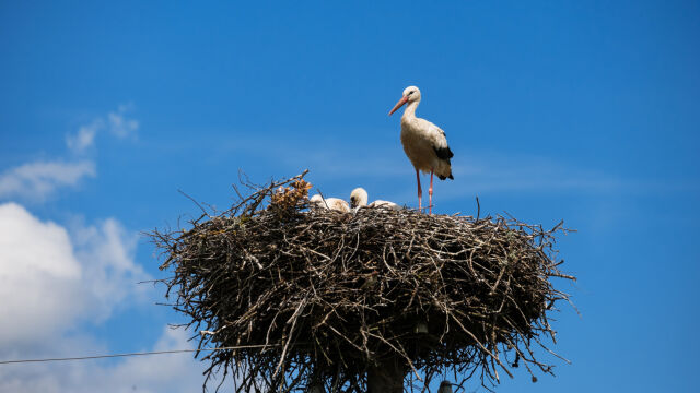 Спасиха младо щъркелче в кв Пладнището в землището на Тетевен