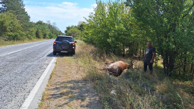 Благороден елен е прегазен край Ловеч съобщиха от Държавното горско