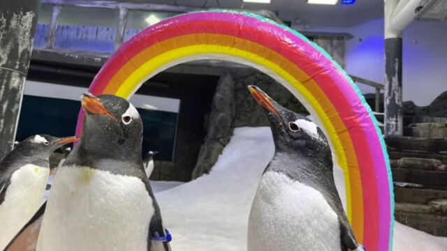 Свен – единият от двойка гей пингвини в аквариума в