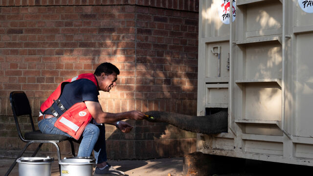  Последният слон в Националната зоологическа градина на Южна Африка е