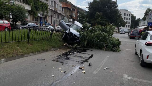  19 годишен шофьор изкорени дърво и се качи на мантинелата на