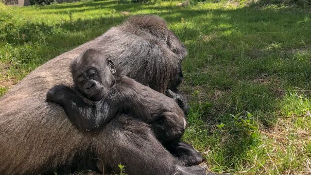 Три маймуни в зоопарка в Джаксънвил Флорида са умрели през