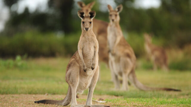  Турските митнически служители в град Одрин откриха десетки екзотични животни