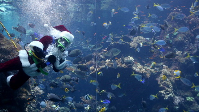 Водолази празнуват Коледа под вода облечени като Дядо Коледа  Те ще