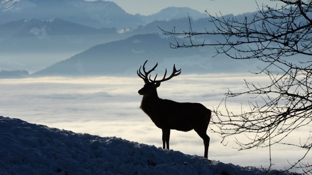 България е сред предпочитаните дестинации за ловен туризъм в Европа