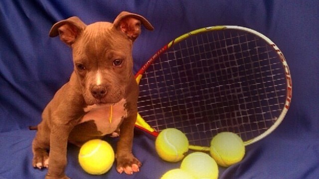 Кучета станаха асистенти на тенис мач (ВИДЕО)