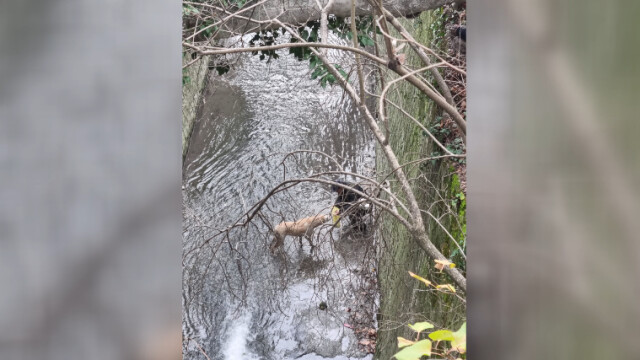 Снимка на куче паднало в канал в Морската градина на