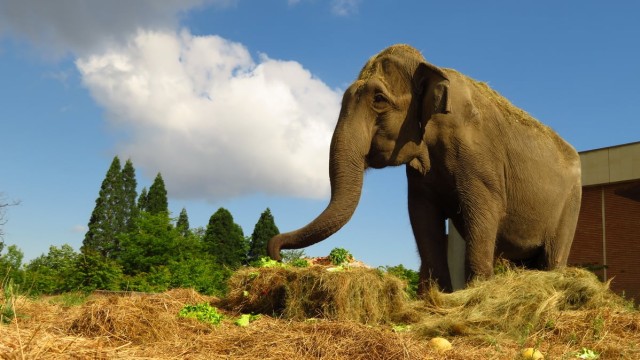 Най възрастното животно в Софийския зоопарк индийската слоница Артайда е
