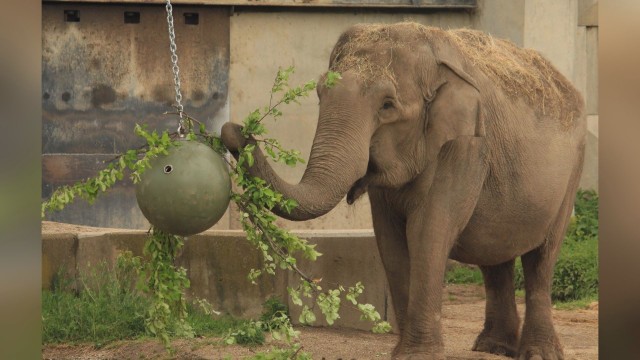 Най възрастният обитател на софийския зоопарк слоницата Артайда почина на