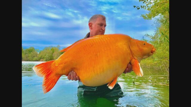 Уловиха най голямата златна рибка Британският рибар Анди Хакет улавя 30 килограмовата