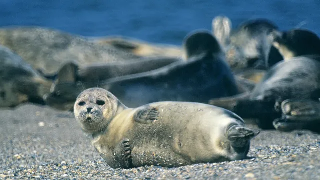 Стотици мъртви от застрашен вид бяха изхвърлени на руското крайбрежие