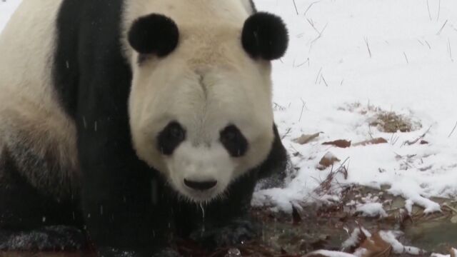 Първият сняг предизвика истинска радост сред пандите в китайски зоопарк.Животните