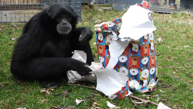 Коледният дух витае в Софийския зоопарк Най любимите обитатели – маймуните