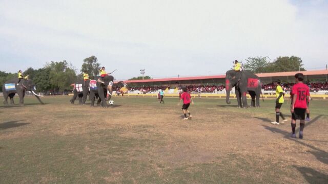 Импровизирано футболно първенство в Тайланд със слонове 13 животни изрисувани