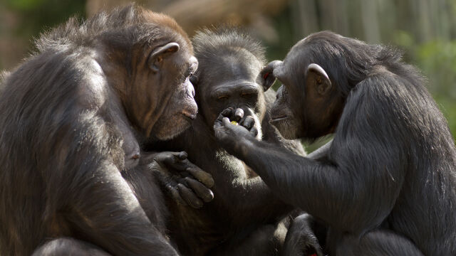 Зоологическа градина в Швеция застреля три избягали шимпанзета а четвърти