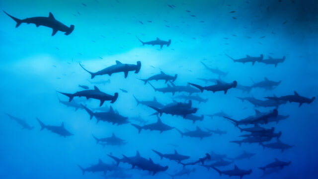 Изследователи откриха място на което се размножават акулите чук до