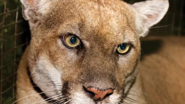 Планинският лъв в Лос Анджелис известен като P 22 или холивудската