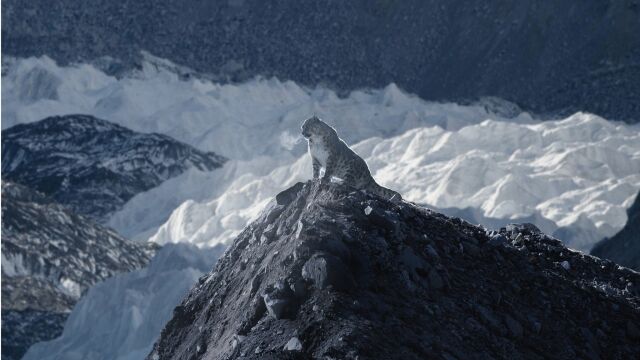 Фотографии на рядък снежен леопард на фона на връх Еверест
