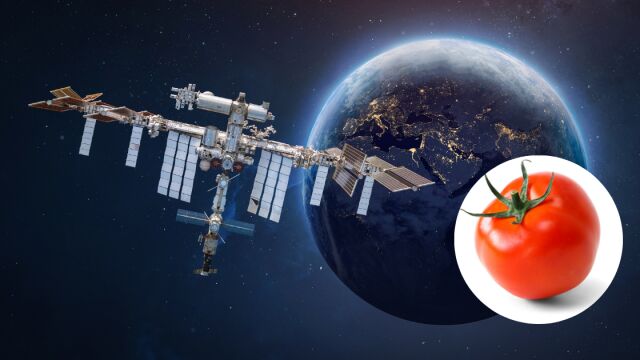 Откриха изгубен домат след месеци в космоса 