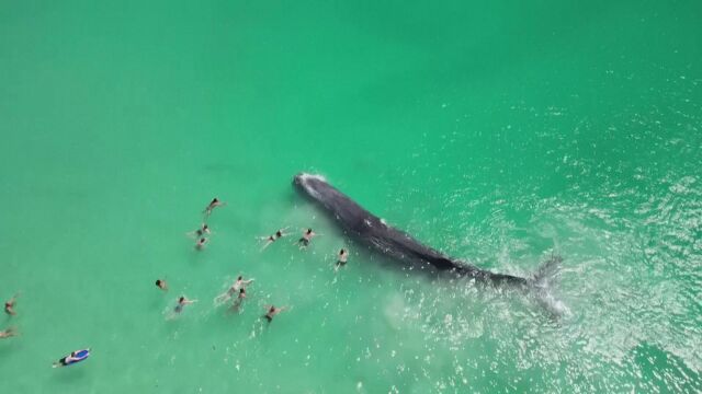 Огромен кит се приближи необичайно близо до плаж в Пърт