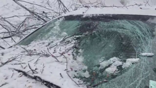  Заради бурния вятър и падащите клони на дърветата проходът Петрохан