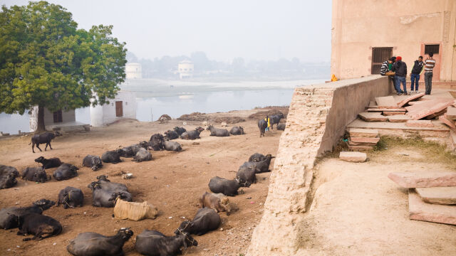  Защитници на правата на животните призоваха непалското правителство да спре