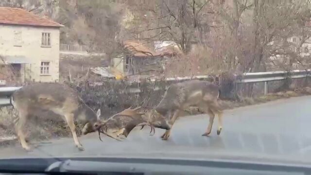 Необичайна среща четири дни преди Коледа Два елена лопатара разиграха