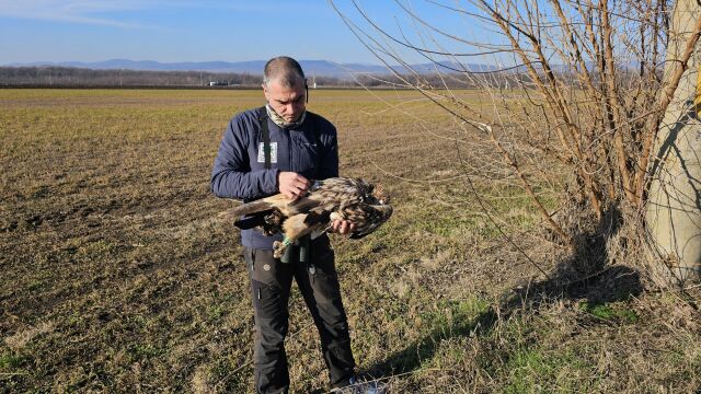 Труп на защитения от закона вид царски орел е открит