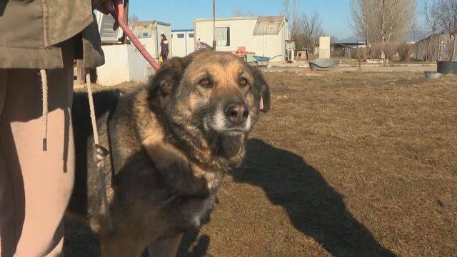 Приютът в Горни Богров който е дом на 1500 кучета Всяка