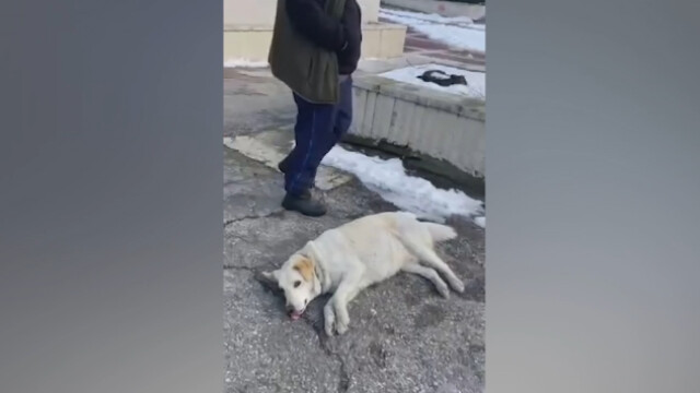 Сигнали за масово упояване на бездомни кучета в Благоевград от