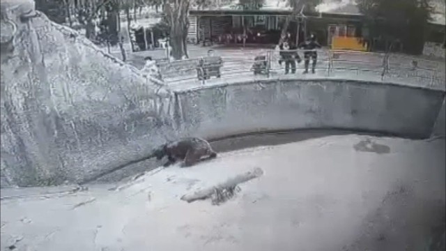 Жена хвърли детето си в клетка на мечка в зоопарк