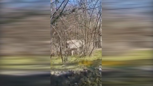 14-годишно момиче е нахапано от вълка, който избяга от зоопарка