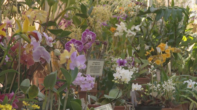 Повече от 60 вида орхидеи могат да се видят на