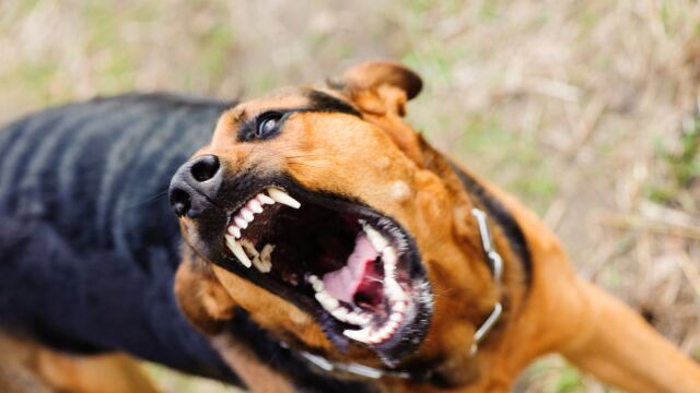 Домашно куче нахапа двама души в центъра на Дупница научи bTV Случаят
