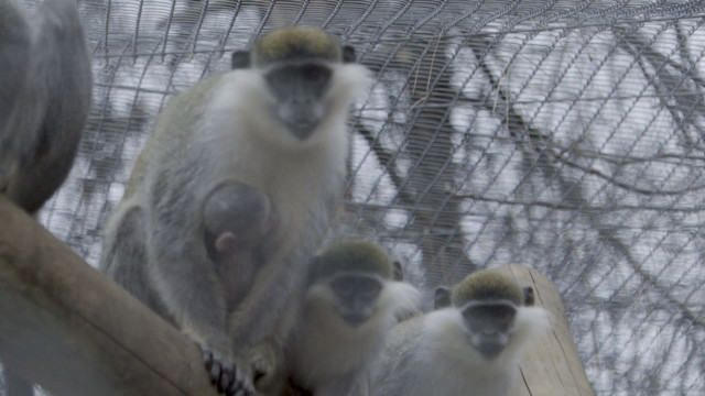 В Старозагорския зоопарк се роди маймунка от породата зелен гвенон