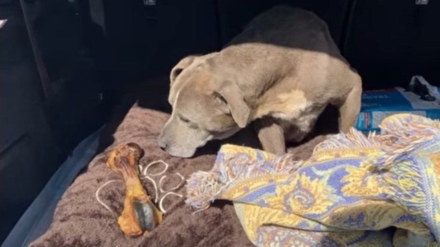 Куче което е било обявено за изчезнало преди 12 години