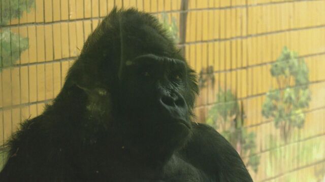 48 годишният Тони е единствената горила в зологическата градина в Киев
